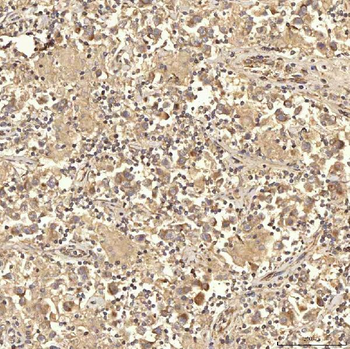 RBMS1 Antibody