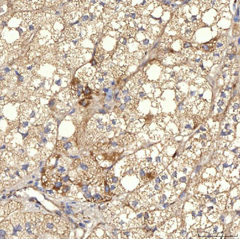 RBMS1 Antibody