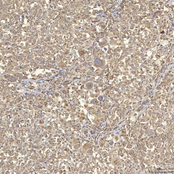RBMS1 Antibody
