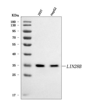 LIN28B Rabbit Polyclonal Antibody