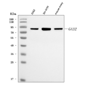 GAB2 Rabbit Polyclonal Antibody