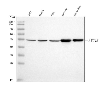 ATG4B Rabbit Polyclonal Antibody