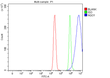 NQO1 Antibody