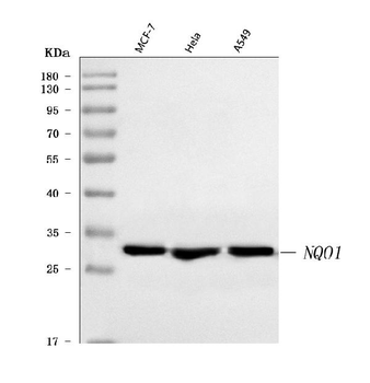 NQO1 Antibody