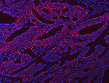NLRX1 Rabbit Polyclonal Antibody