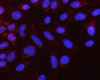 NLRX1 Rabbit Polyclonal Antibody