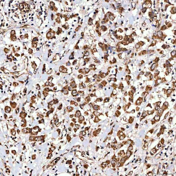 NLRX1 Rabbit Polyclonal Antibody