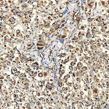 NLRX1 Rabbit Polyclonal Antibody