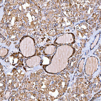 NLRX1 Rabbit Polyclonal Antibody