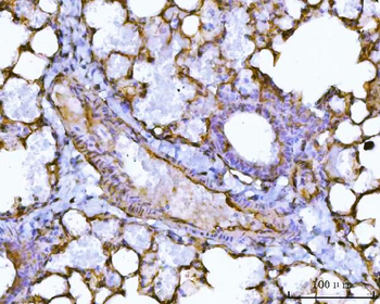 PTRF/CAVIN1 Antibody