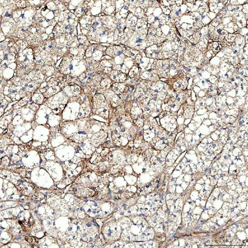 PTRF/CAVIN1 Antibody