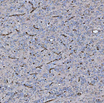 PTRF/CAVIN1 Antibody