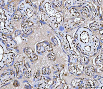 PTRF/CAVIN1 Antibody