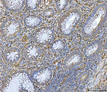 PTRF/CAVIN1 Antibody