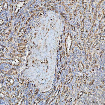 PTRF/CAVIN1 Antibody