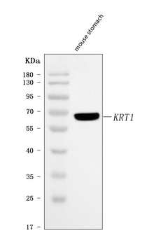 Cytokeratin 1/Krt1 Rabbit Polyclonal Antibody
