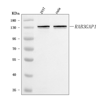 RAB3GAP1 Rabbit Polyclonal Antibody