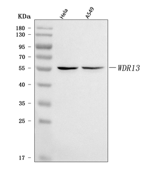 WDR13 Rabbit Polyclonal Antibody