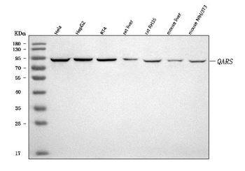 QARS1 Rabbit Polyclonal Antibody