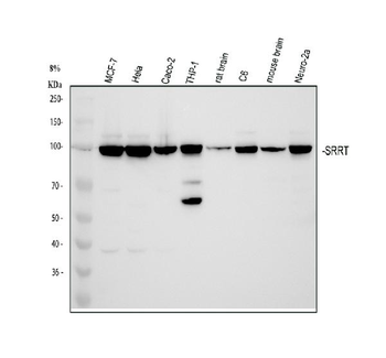 ARS2/SRRT Antibody