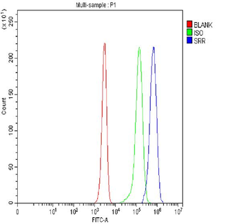 Serine racemase/SRR Rabbit Polyclonal Antibody