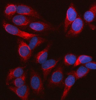 Nesprin 2/SYNE2 Rabbit Polyclonal Antibody