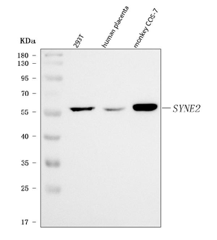 Nesprin 2/SYNE2 Rabbit Polyclonal Antibody