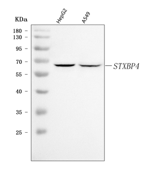 Synip/STXBP4 Rabbit Polyclonal Antibody