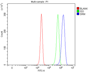 Spermidine synthase/SRM Rabbit Polyclonal Antibody