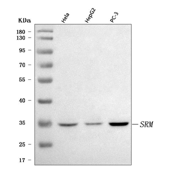 Spermidine synthase/SRM Rabbit Polyclonal Antibody