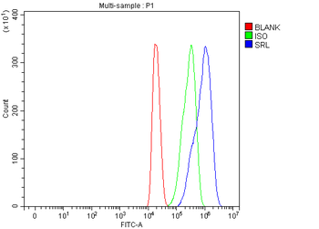Sarcalumenin/Srl Rabbit Polyclonal Antibody