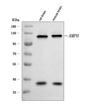 Amphiphysin/AMPH Rabbit Polyclonal Antibody