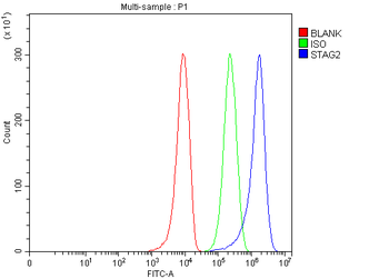 SA2/STAG2 Antibody