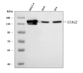 SA2/STAG2 Antibody