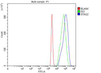 SA2/STAG2 Antibody