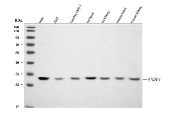 SURF1 Rabbit Polyclonal Antibody