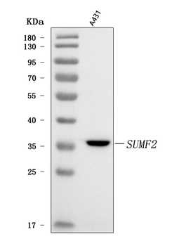 SUMF2 Rabbit Polyclonal Antibody