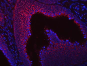 SUMF2 Rabbit Polyclonal Antibody