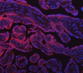 SUMF2 Rabbit Polyclonal Antibody