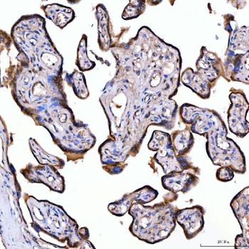 SUMF2 Rabbit Polyclonal Antibody