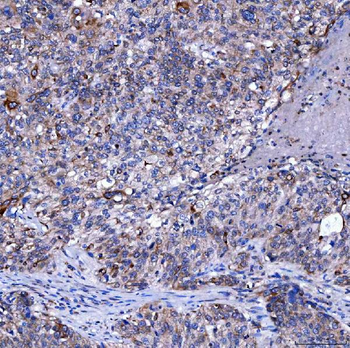 SUMF2 Rabbit Polyclonal Antibody