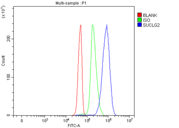 SUCLG2 Antibody