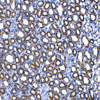 SUCLG2 Antibody
