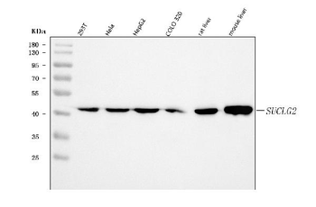 SUCLG2 Antibody