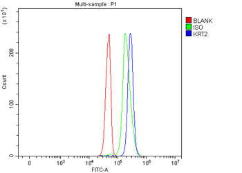 Cytokeratin 2e/KRT2 Antibody