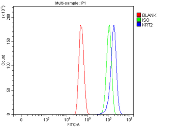 Cytokeratin 2e/KRT2 Antibody