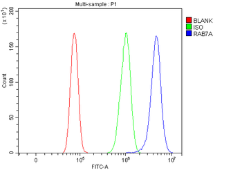 RAB7/RAB7A Antibody