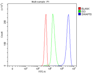 SWAP70 Rabbit Polyclonal Antibody