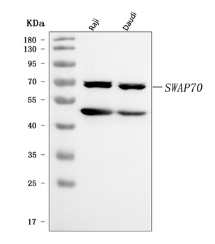 SWAP70 Rabbit Polyclonal Antibody