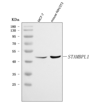 AMSH-LP/STAMBPL1/AMSH Rabbit Polyclonal Antibody